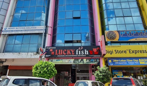 1217-Lucky-Fish